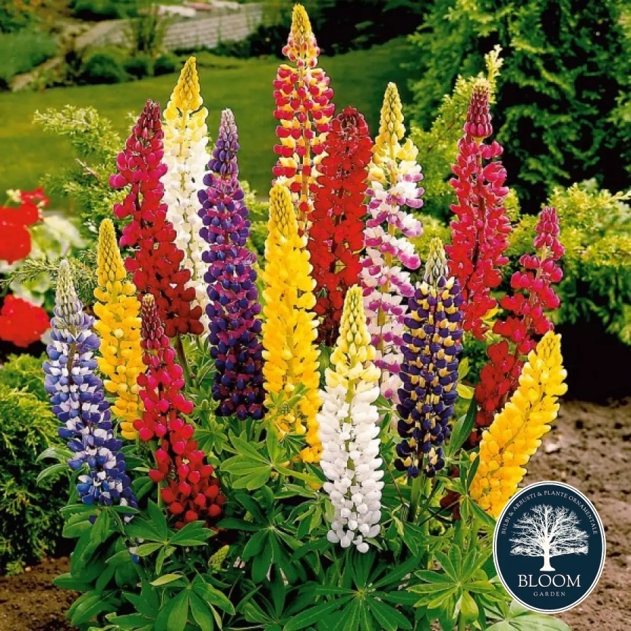 Creasta-Cocosului-Mix Seminte Creasta Cocosului Mix 1