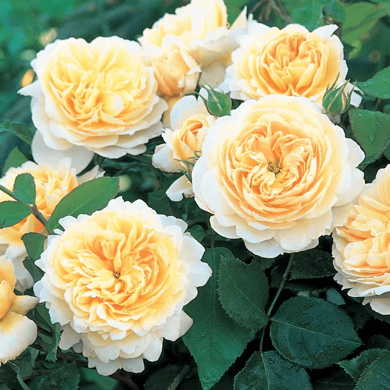 Trandafir "David Austin - Crocus Rose" - Ghiveci 3L - anul 3 2