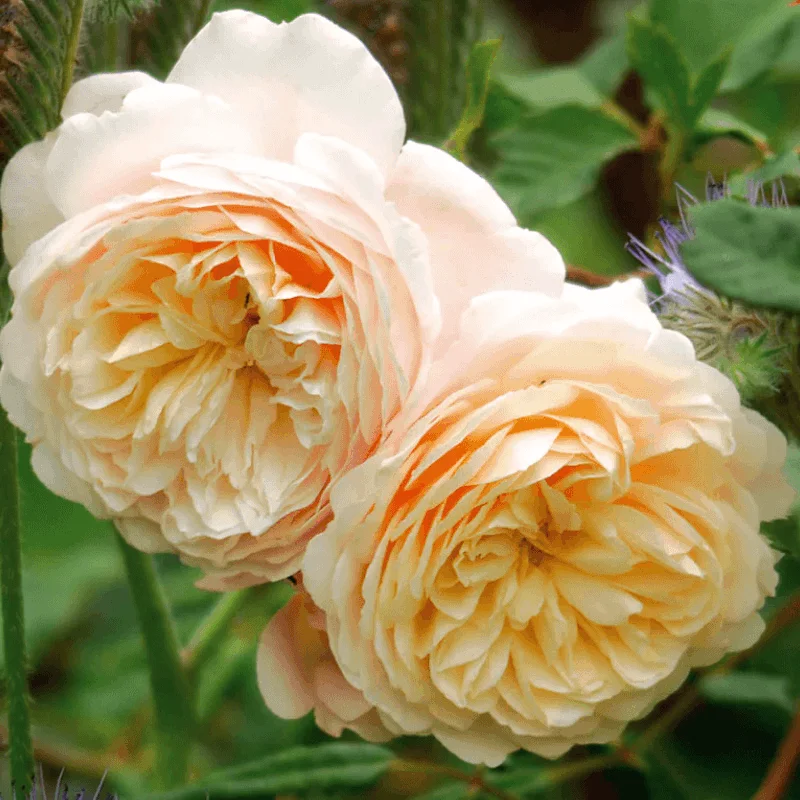 Crocus2 Trandafir "David Austin - Crocus Rose" - Ghiveci 3L - anul 3 1