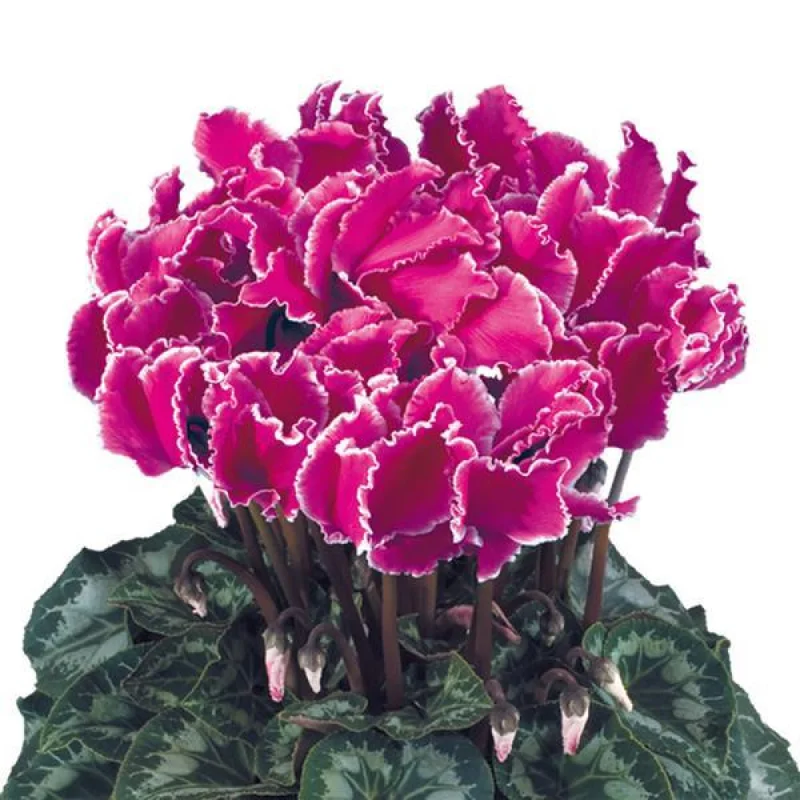 Cyclamen-Curly-Purple-Edge Bulbi de Cyclamen Curly Purple Edge 1