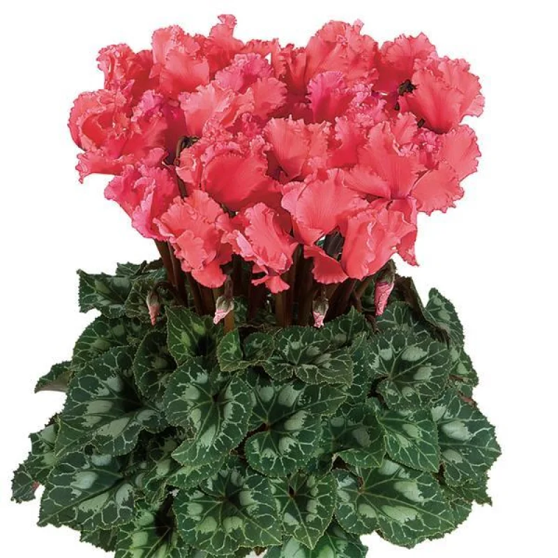 Bulbi de Cyclamen Curly Salmon 1