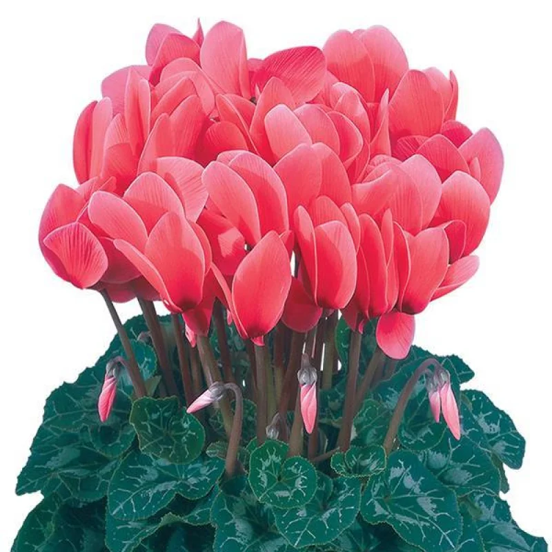Cyclamen-Dhiva-Salmon Bulbi de Cyclamen Dhiva Salmon 1