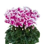 Bulbi de Cyclamen Light Purple 1