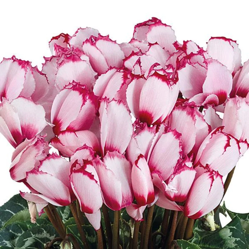 Bulbi de Cyclamen Rose With Eye Curly 1