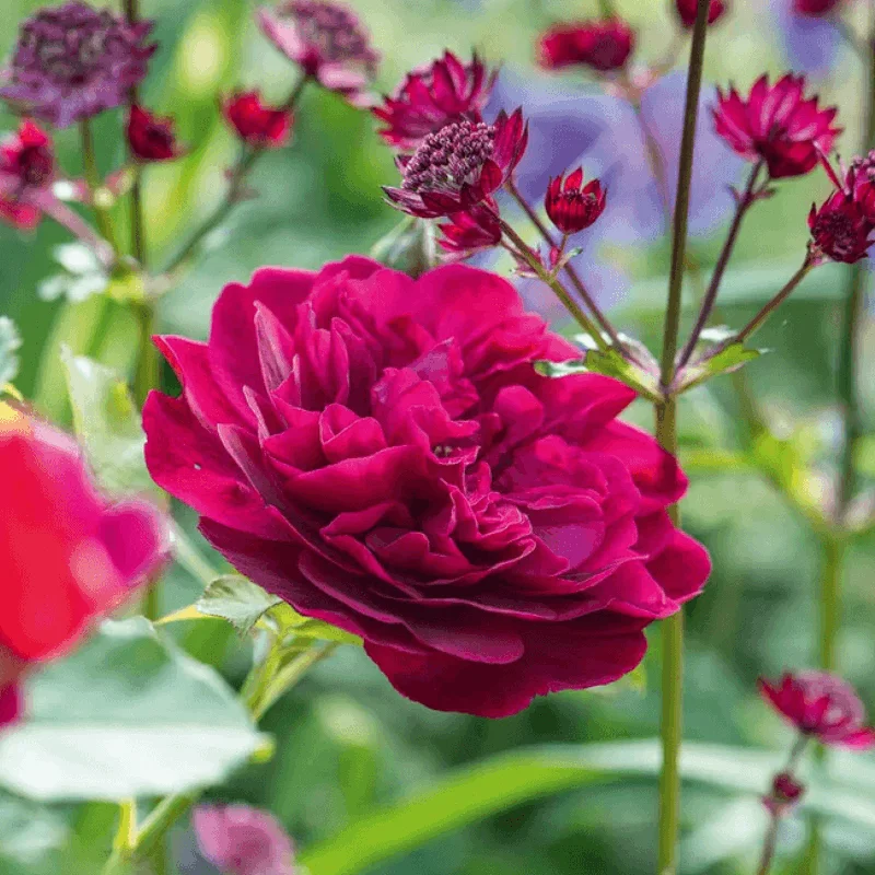 DArcey Trandafir "David Austin - Darcey Bussell" - Ghiveci 3L - anul 3 1