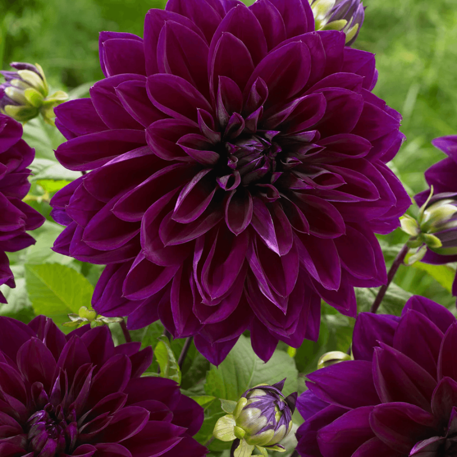 Dalie Black Purple