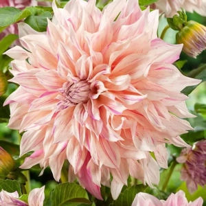 Rizomi de Dalie Orange Colors 1