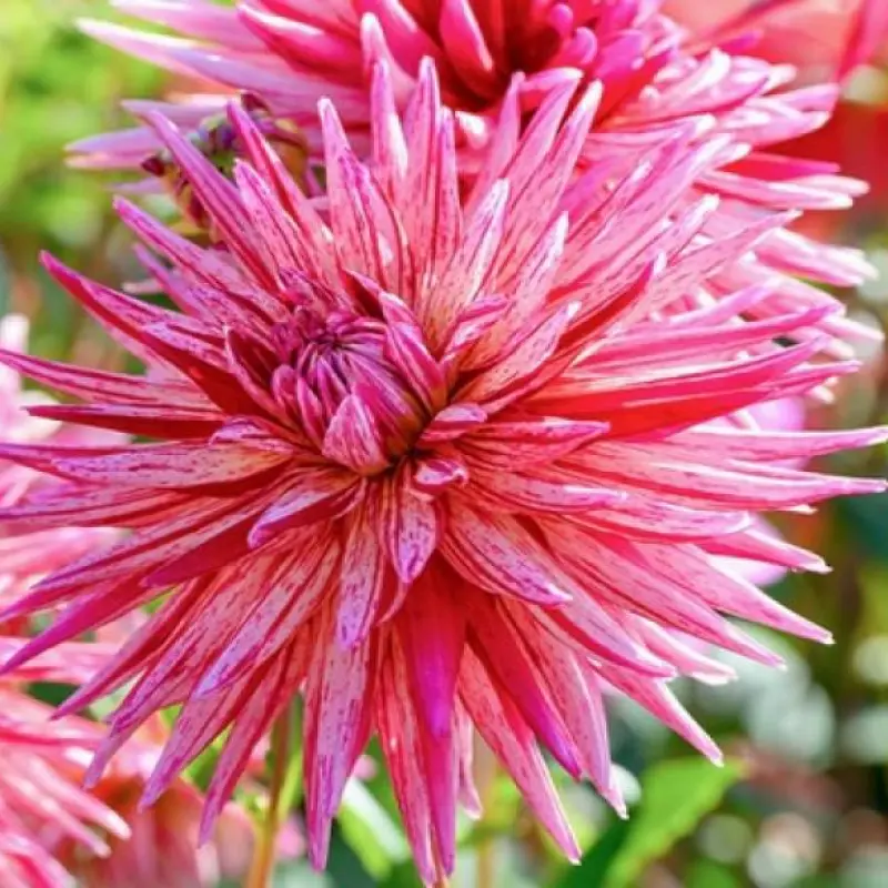 Rizomi de Dalie Pink Charm 1