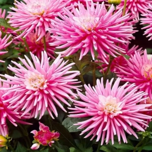 Rizomi de Dalie Pink Spikes 1