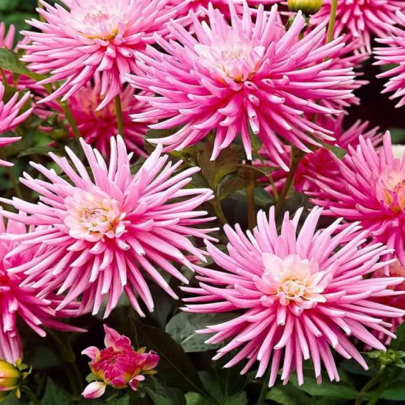 Dalie-Pink-Spikes Rizomi de Dalie Pink Spikes 1