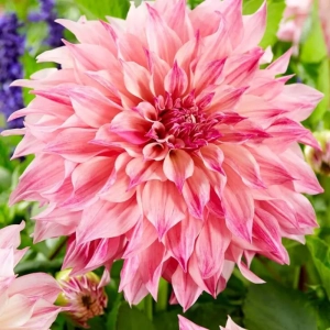 Rizomi de Dalie Pink Wonder 1
