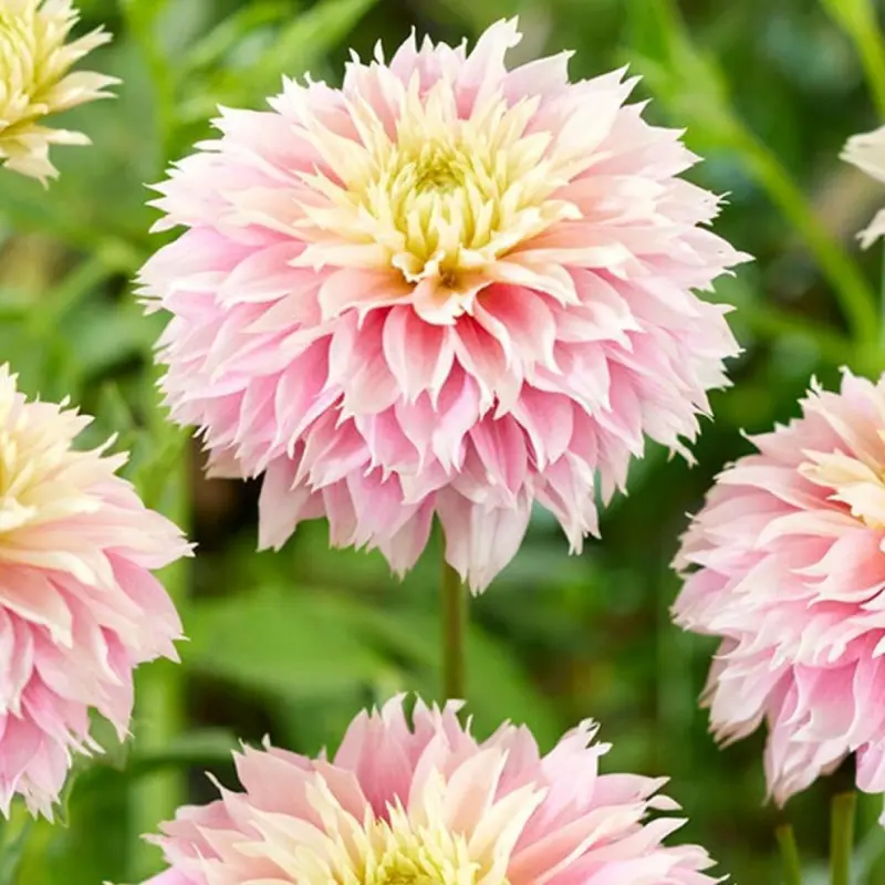 Dalie-Pink-to-Yellow Rizomi de Dalie Pink to Yellow 1