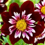 Rizomi de Dalie Queen Garden 1