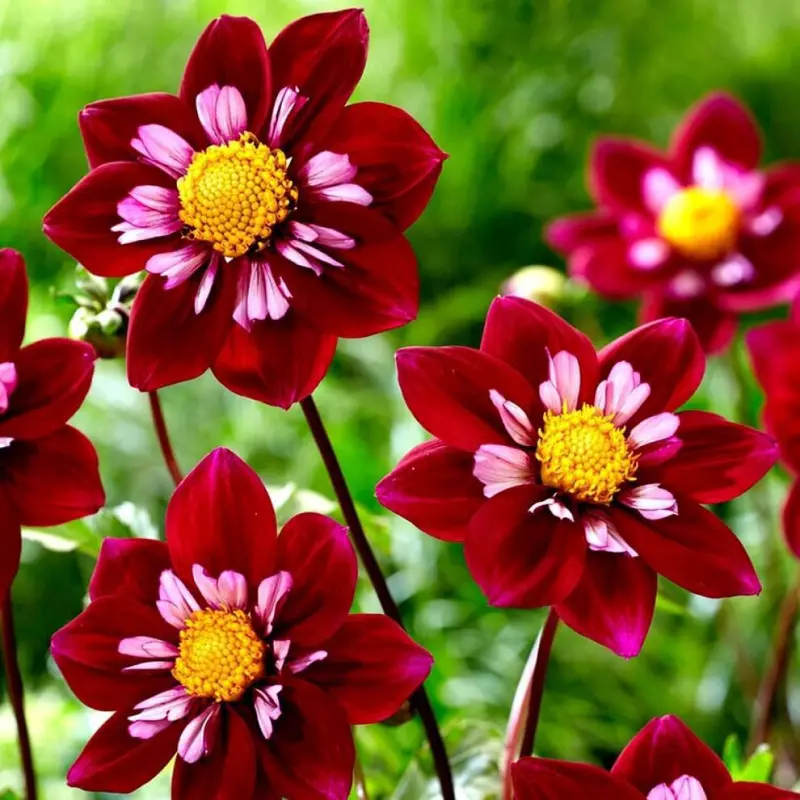 Dalie-Red-Charm Rizomi de Dalie Red Charm 1