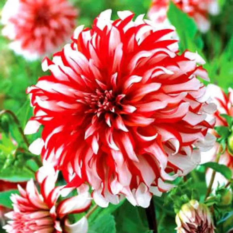 Dalie-Red-with-White Rizomi de Dalie Red with White 1