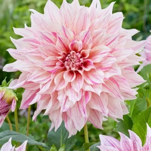 Rizomi de Dalie White Pink 1