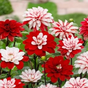 Rizomi de Dalii Mix 1