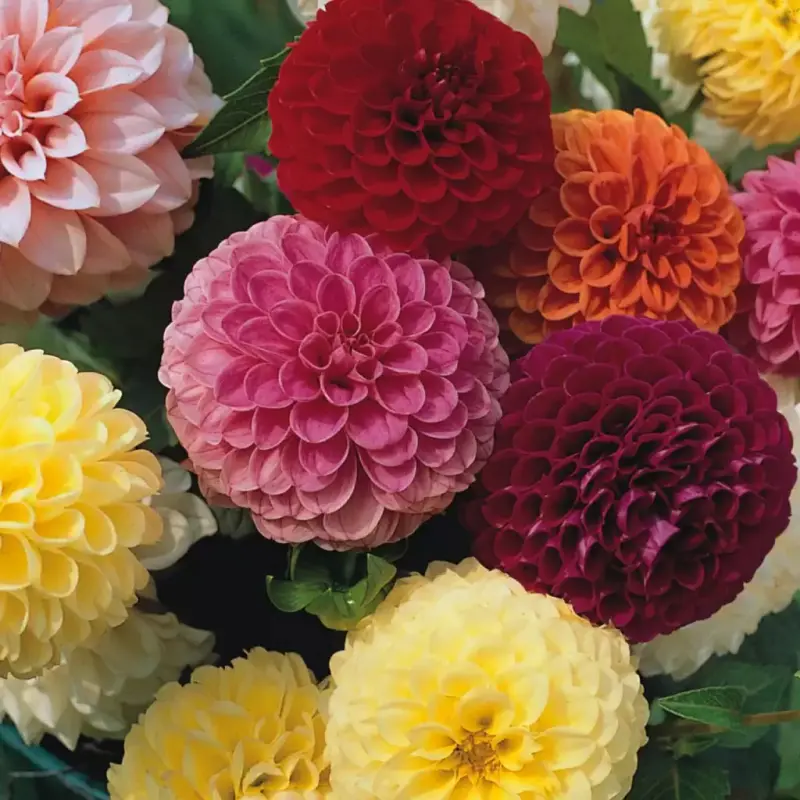 Dalii-Mix-5-buc Rizomi de Dalii Mix 1 1