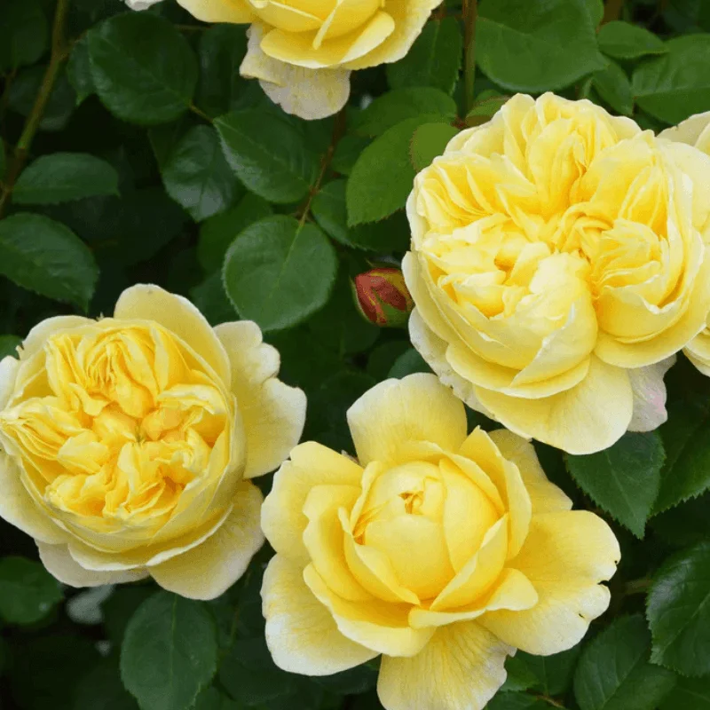 Trandafir "David Austin - Charles Darwin" - Ghiveci 3L - anul 3 2