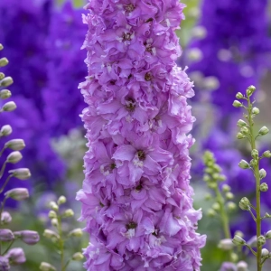Delphinium Delgenius Juliette 1