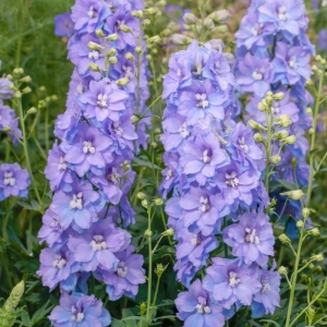 Delphinium Delgenius Shelby - Ghiveci 3 L - Inaltime 60 - 50 cm 1