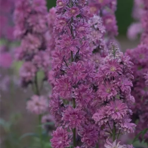 Delphinium Flamenco 1