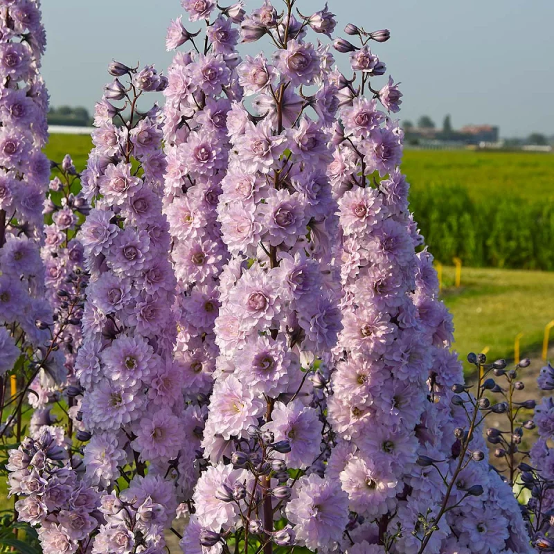 Delphinium Highlander Cha Cha - Ghiveci 3 L - Inaltime 60 - 50 cm 1