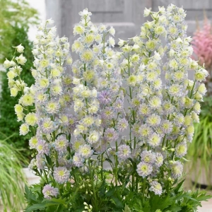 Delphinium Moonlight - Ghiveci 3 L - Inaltime 60 - 50 cm 1