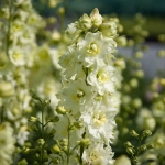 Delphinium Sherbet Lemon - Ghiveci 3 L - Inaltime 60 - 50 cm 1
