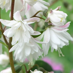 Deutzia -  Pride of Rochester - Ghiveci 2 l - Înălțime 50 - 60 cm 1