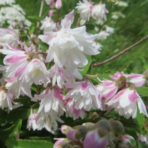 Deutzia -  Pride of Rochester - Ghiveci 2 l - Înălțime 50 - 60 cm 2