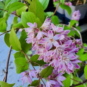 Deutzia - Tourbillon Rouge - Ghiveci 2 l - Înălțime 50 - 60 cm 1