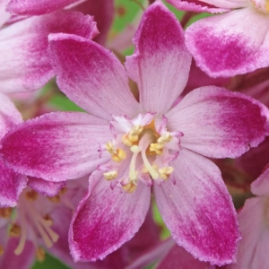 Deutzia - Tourbillon Rouge - Ghiveci 2 l - Înălțime 50 - 60 cm 2