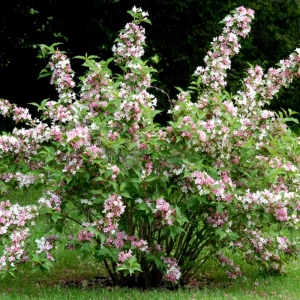 Deutzia - Tourbillon Rouge - Ghiveci 2 l - Înălțime 50 - 60 cm 3