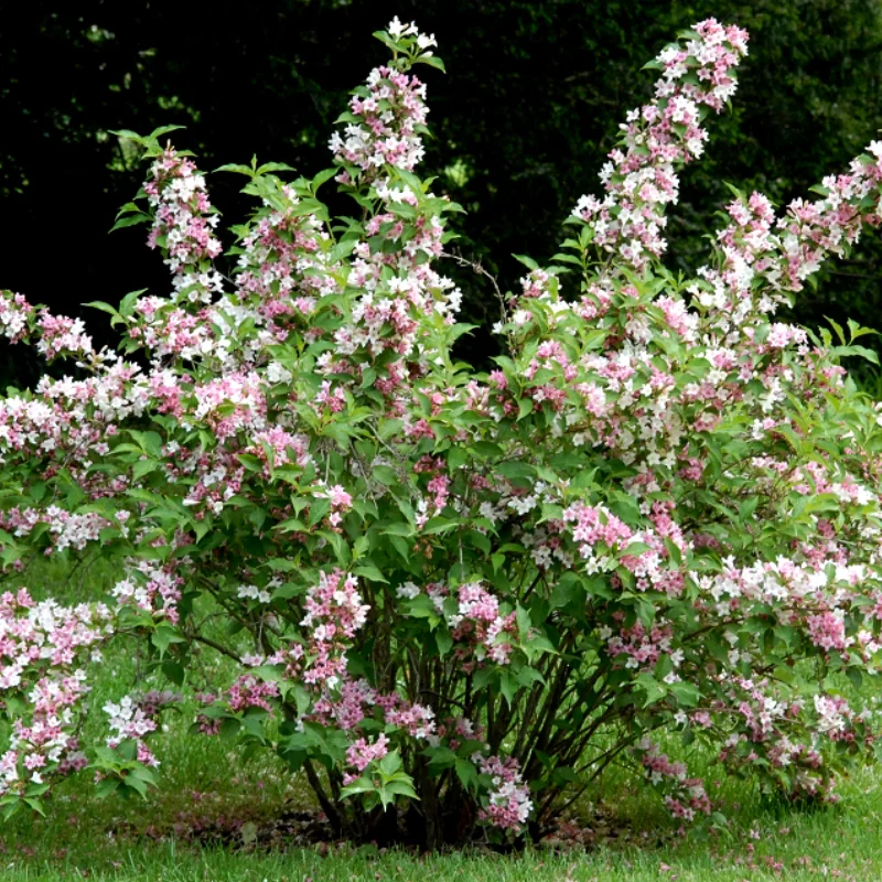 Deutzia - Tourbillon Rouge - Ghiveci 2 l - Înălțime 50 - 60 cm 3
