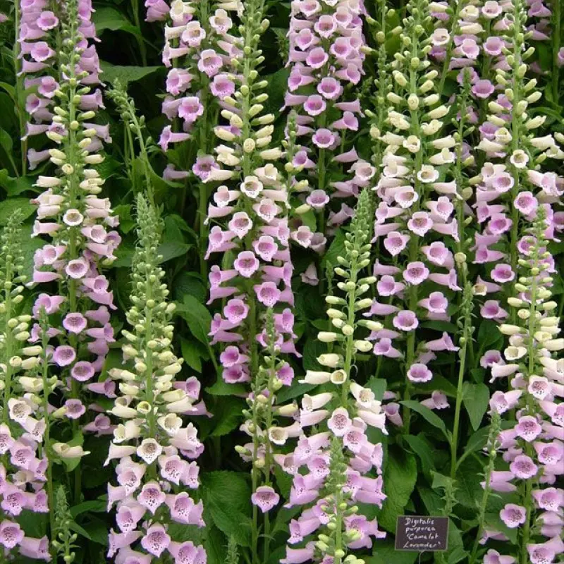 Digitalis-Degetel-Camelot-Lavender Bulbi de Digitalis (Degetel) Camelot Lavender 1