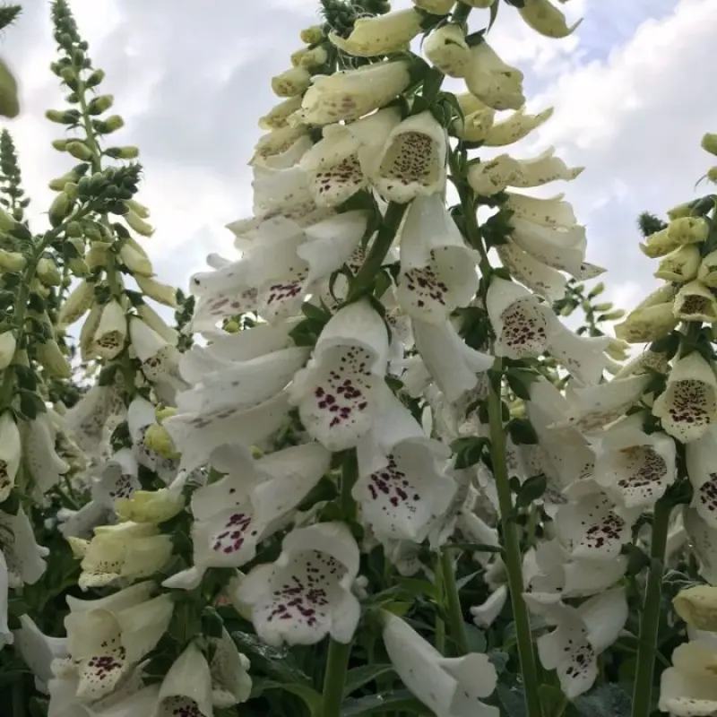 Digitalis-Degetel-Giant-White-Spotted Bulbi de Digitalis (Degetel) Giant White Spotted 1