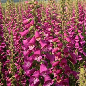 Bulbi de Digitalis (Degetel) Virtuoso Red 1