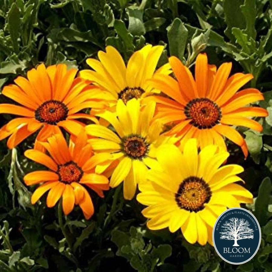 Seminte Dimifoteca 1