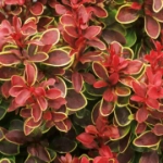 Dracila - Berberis Chiquita - Ghiveci 3 l - Inaltime 50 - 60 cm 1