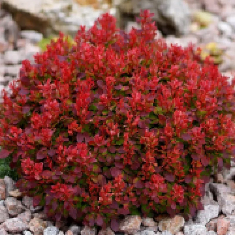 Dracila-Red-Compact Dracila - Berberis Red Compact - Ghiveci 3 l - Inaltime 50 - 60 cm 1