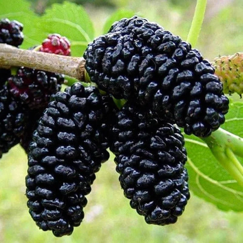 Arbust fructifer - Dud Negru Tip Pom Anul 3 cu Radacina Impachetata 1