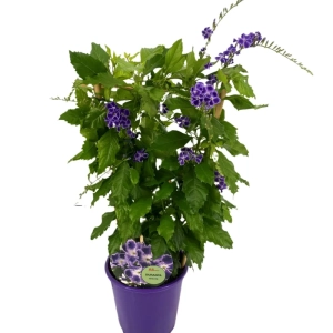 Duranta Erecta - Geischa - Ghiveci 3 l - Inaltime 70 - 80 cm 3