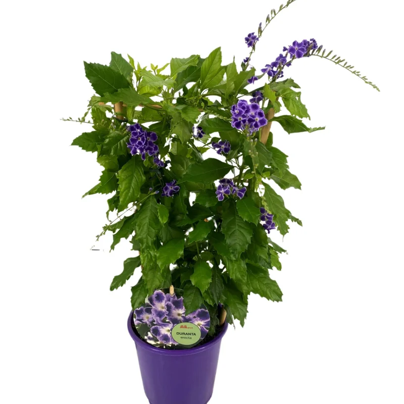 Duranta Erecta - Geischa - Ghiveci 3 l - Inaltime 70 - 80 cm 3