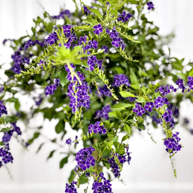 Duranta Erecta - Geischa - Ghiveci 3 l - Inaltime 70 - 80 cm 2