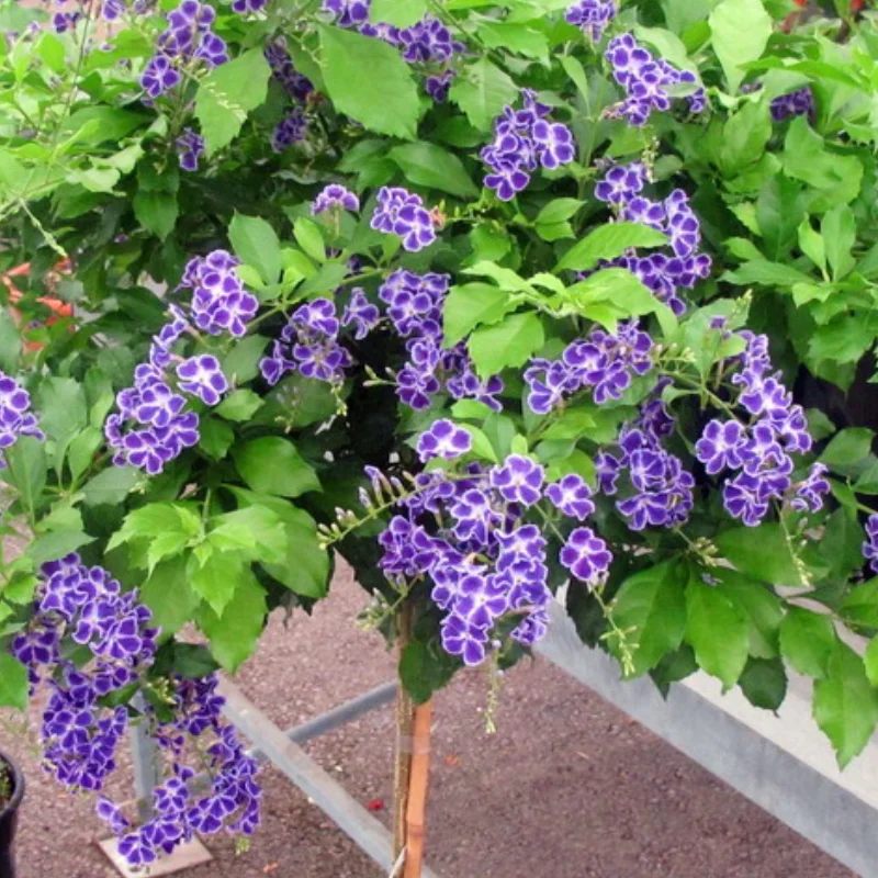 Duranta Erecta - Geischa - Ghiveci 3 l - Inaltime 70 - 80 cm 1