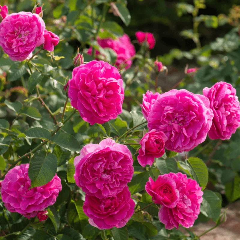 England Trandafir "David Austin - England's Rose" - Ghiveci 3L - anul 3 1