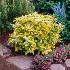 Euonymus - Aurea - Ghiveci - Inaltime 15 - 20 cm 1