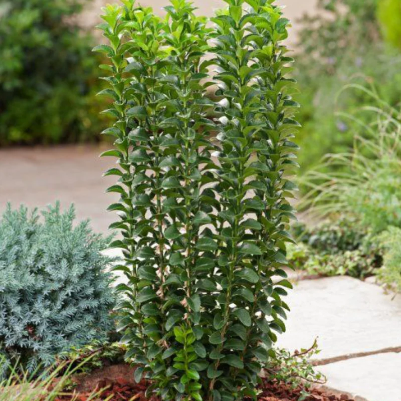 Euonymus-Harlequin Euonymus - Harlequen - Ghiveci - Inaltime 15 - 20 cm 1