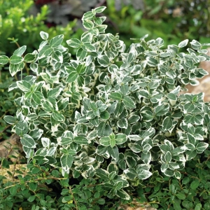 Euonymus - Silver - Ghiveci - Inaltime 15 - 20 cm 1